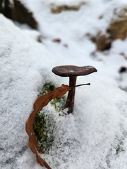 Hygrophorus hypothejus