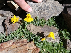 Erythranthe corallina