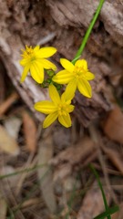 Tricoryne simplex
