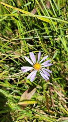 Eucephalus engelmannii