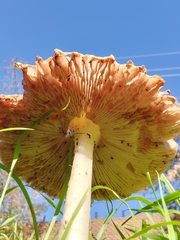 Volvopluteus gloiocephalus