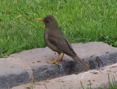 Turdus chiguanco
