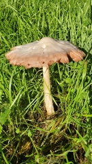 Volvopluteus gloiocephalus