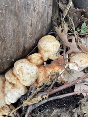 Hypomyces microspermus