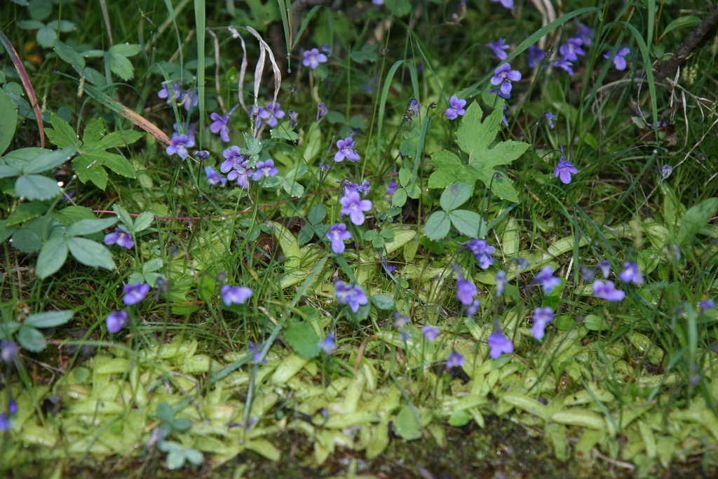 horned butterwort from ColumbiaShuswap, BC, Canada on July 17, 2008 at