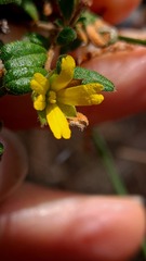 Hibbertia aspera
