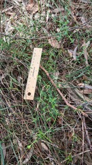 Opercularia hispida