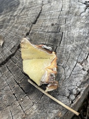 Hypomyces microspermus