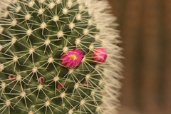 Mammillaria spinosissima