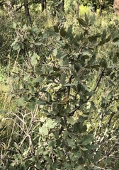 Quercus × undulata