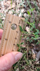 Opercularia hispida