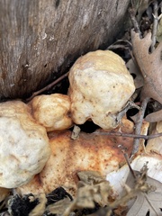 Hypomyces microspermus