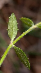 Opercularia hispida
