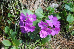 Primula hirsuta