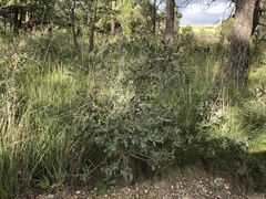 Quercus × undulata