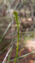 Stackhousia viminea
