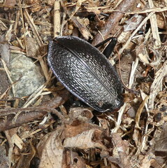 Carabus intricatus