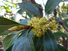 Actinodaphne hookeri