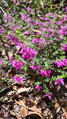 Tetratheca thymifolia