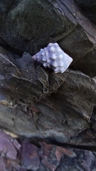 Nodilittorina pyramidalis