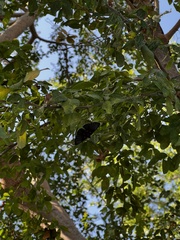 Melanis cephise