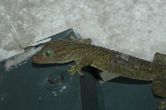Gekko albofasciolatus