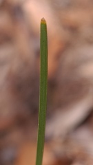 Lomandra glauca