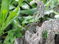 Danaus eresimus montezuma