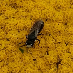 Hylaeus nigritus