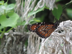 Danaus eresimus montezuma