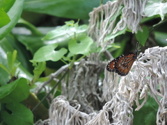 Danaus eresimus montezuma