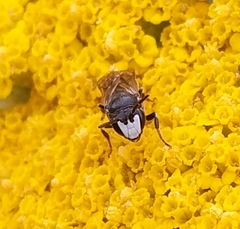 Hylaeus nigritus