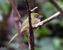 Rhynchocyclus brevirostris