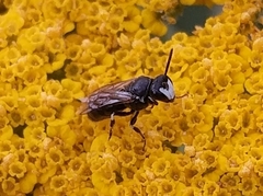Hylaeus nigritus