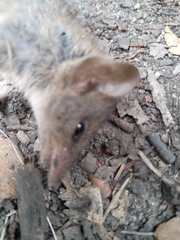 Antechinus stuartii
