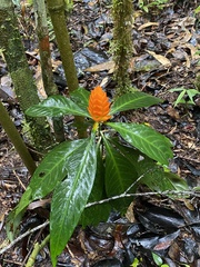Aphelandra