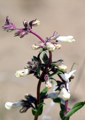 Penstemon