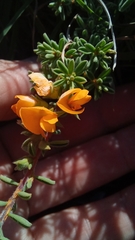Pultenaea maritima