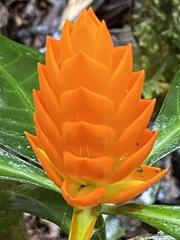 Aphelandra
