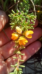 Pultenaea maritima