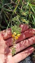 Pultenaea maritima