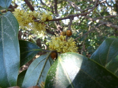 Actinodaphne hookeri