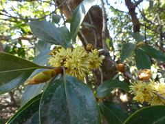 Actinodaphne hookeri