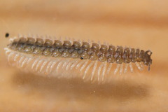Polydesmidae