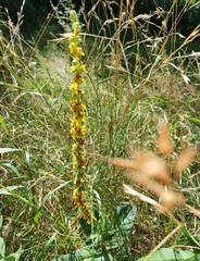 Verbascum nigrum