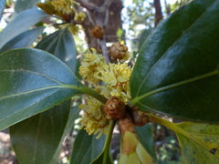 Actinodaphne hookeri