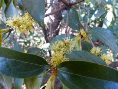 Actinodaphne hookeri