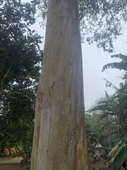 Psidium guajava