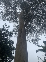 Psidium guajava