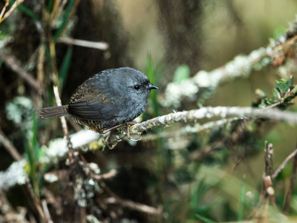 Neblina Tapaculo photo